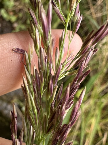 Pacific Reed Grass