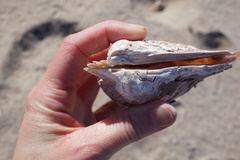 Pteria sterna