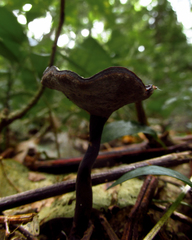 Fungi