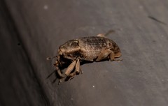 Mitrastethus australiae