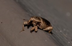 Mitrastethus australiae