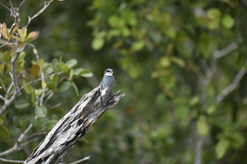 Mangrove Swallow
