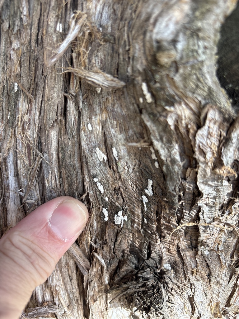 Dendrothele nivosa · December 2025 · photo: © sambiology (iNaturalist, cc-by)