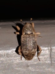 Mitrastethus australiae