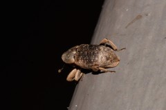 Mitrastethus australiae