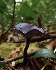 Fungi