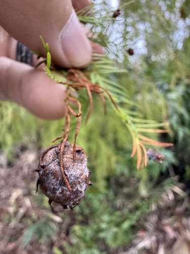 Unknown species found near Wekiwa Springs State Park, Apopka, FL, US