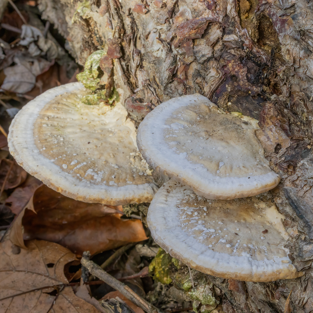 Trametes lactinea · December 2025 · photo: © kodiakgarden (iNaturalist, cc0)