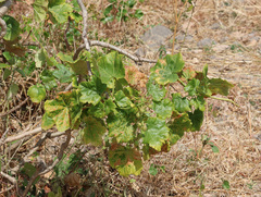 Jatropha dhofarica