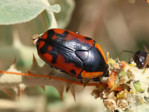 Pachnoda leclercqi photographed in Oman