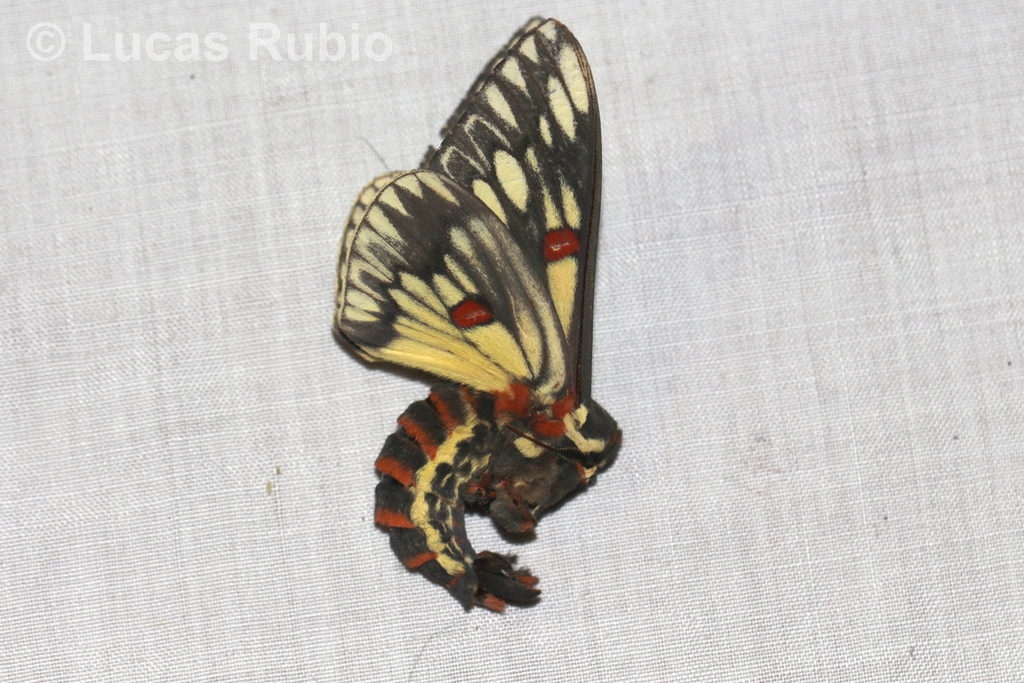 Citheronia vogleri