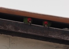 Psittacara erythrogenys