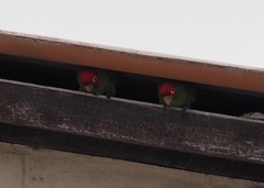 Psittacara erythrogenys