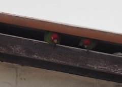 Psittacara erythrogenys