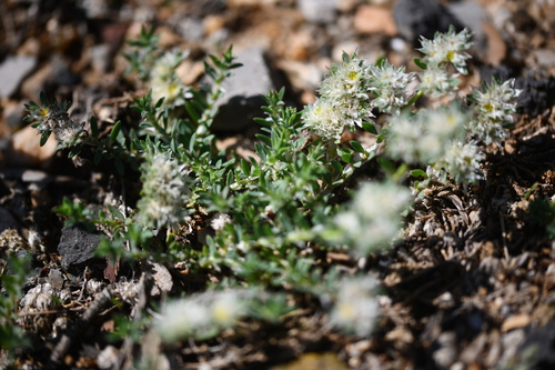 Paronychia (Paronychia capitata)