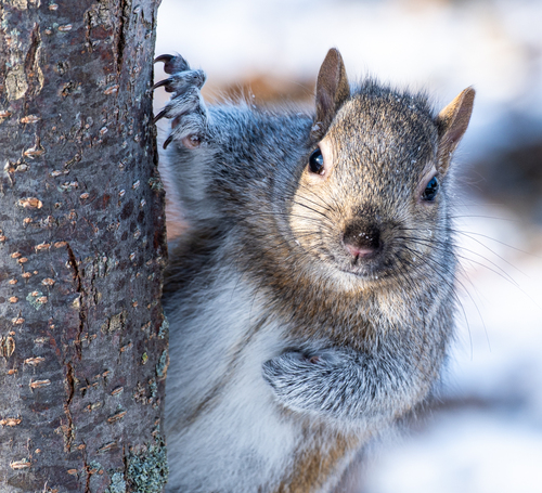Eastern Gray Squirrel