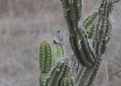 Armatocereus cartwrightianus