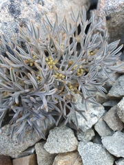 Lignocarpa carnosula