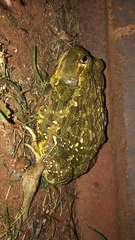 Pyxicephalus adspersus