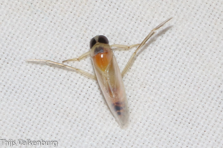 Anisops Insect Anisops sardeus from Loulé, Portugal on September 5, 2025 at 04:01 PM ...