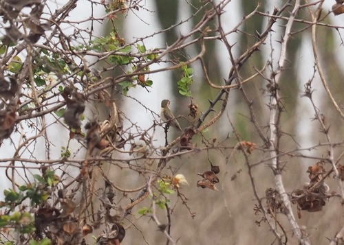 Short-tailed Woodstar (Myrmia micrura), photo 8