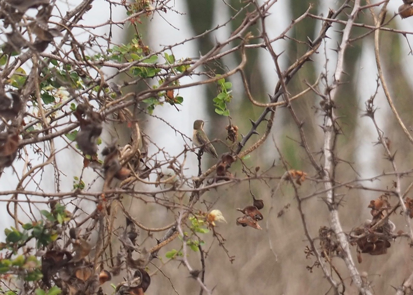 Short-tailed Woodstar (Myrmia micrura), photo 8