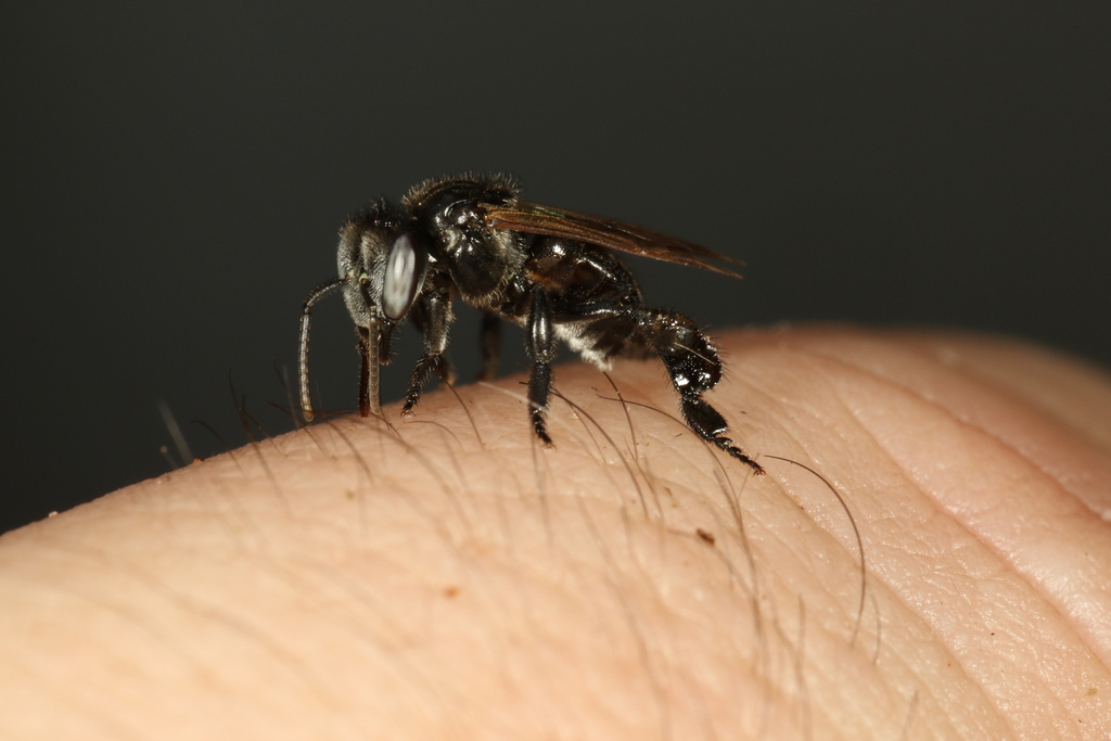 Geotrigona
