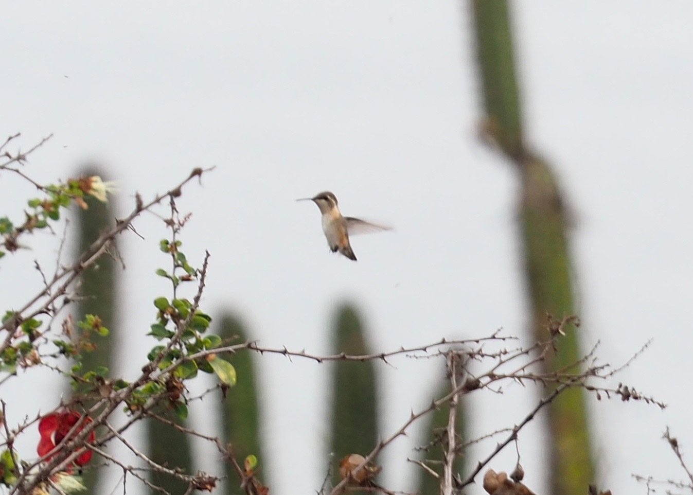 Short-tailed Woodstar (Myrmia micrura), photo 4