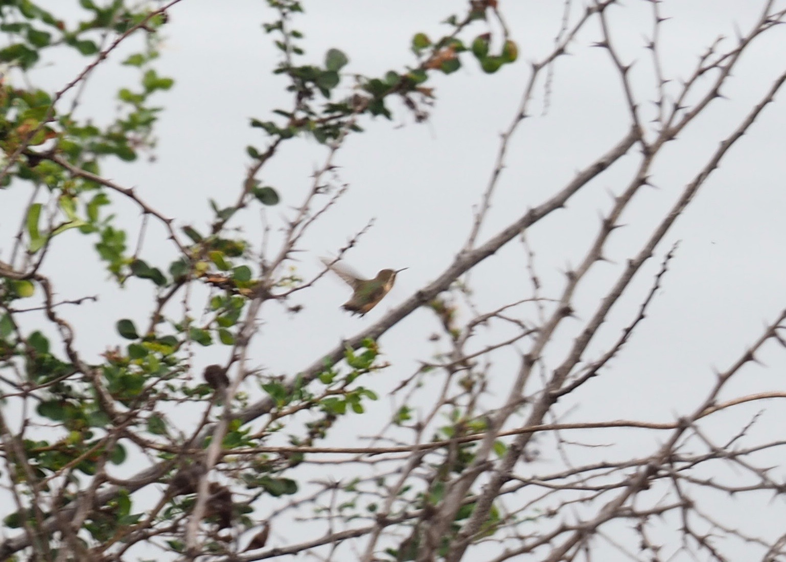 Short-tailed Woodstar (Myrmia micrura), photo 7