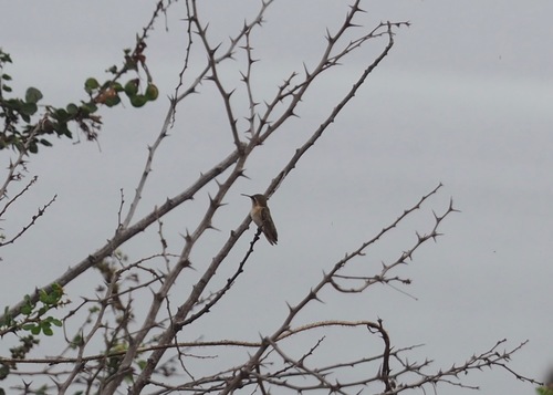 Short-tailed Woodstar (Myrmia micrura), photo 6