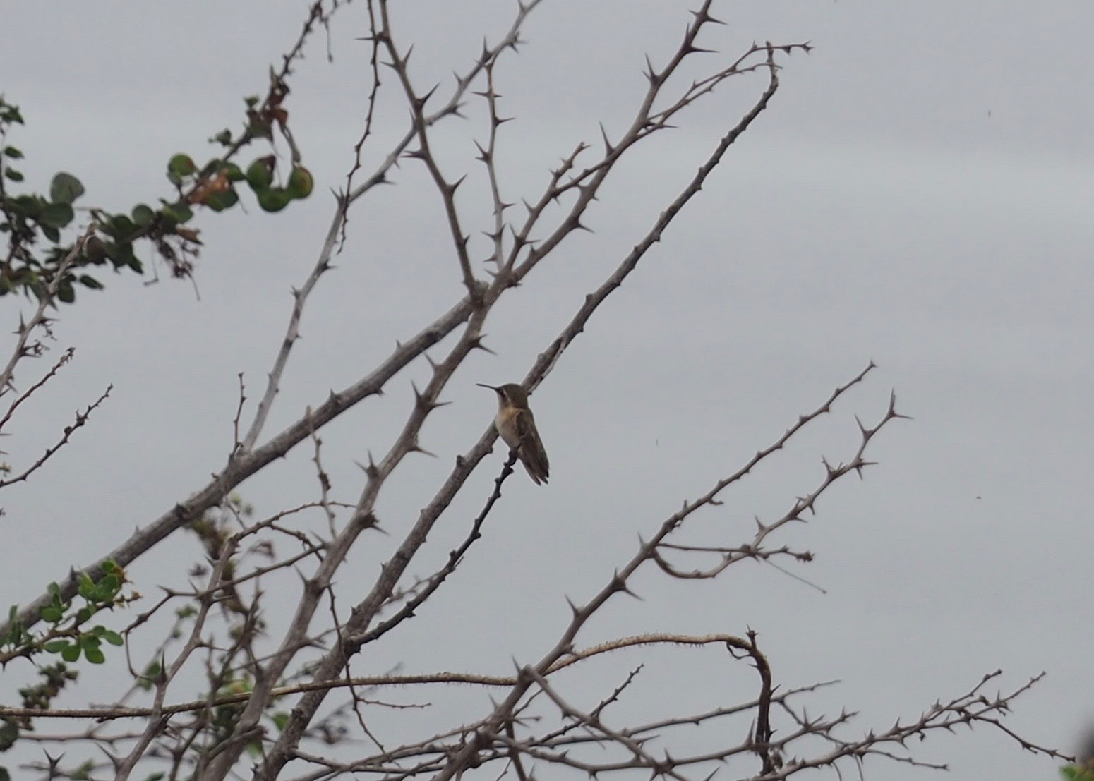 Short-tailed Woodstar (Myrmia micrura), photo 6