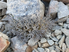 Lignocarpa carnosula