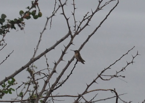 Short-tailed Woodstar (Myrmia micrura), photo 5