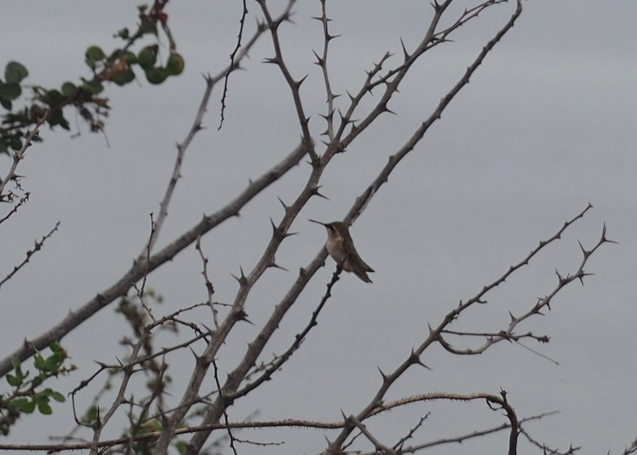 Short-tailed Woodstar (Myrmia micrura), photo 5
