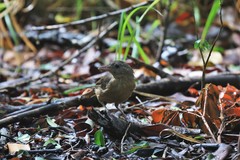 Colluricincla rufogaster rufogaster