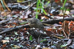 Colluricincla rufogaster rufogaster