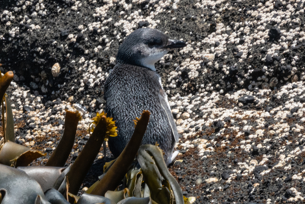 Little Penguin
