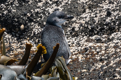Little Penguin photo 1