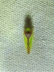 Sobara palliolata