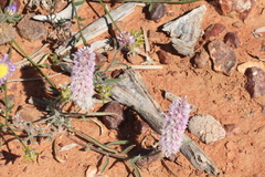 Ptilotus leucocoma