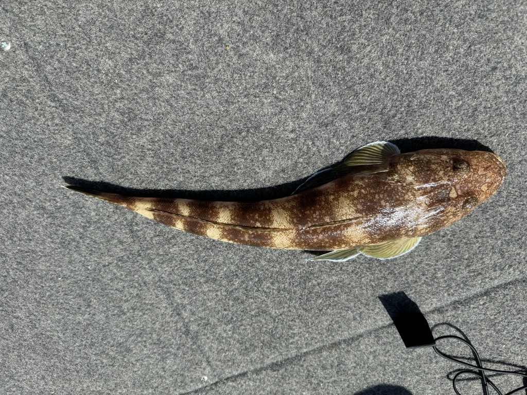 Flathead (Platycephalus marmoratus) — Platycephalidae
