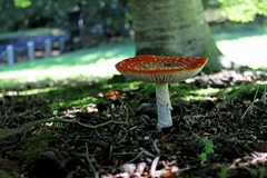Amanita muscaria