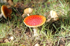 Amanita muscaria