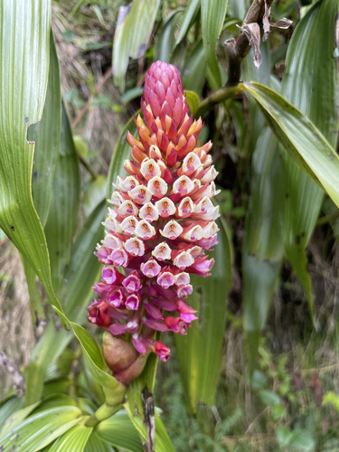Elleanthus smithii Schltr. 2