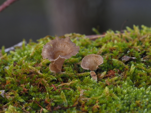 Gezonter Adernmoosling