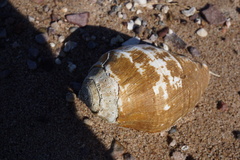 Titanostrombus galeatus