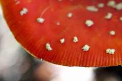 Amanita muscaria