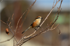 Lanius bucephalus