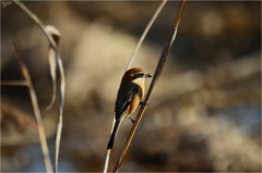 Lanius bucephalus