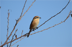 Lanius bucephalus